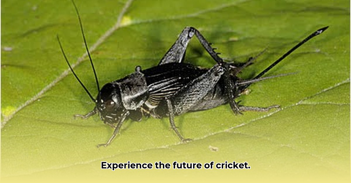 cricketfly